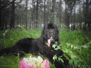 Превью фото № 163491