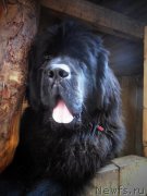 Превью фото № 163493