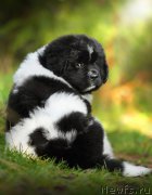 Превью фото № 163505