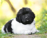 Превью фото № 163509