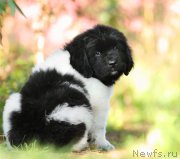 Превью фото № 163510