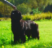 Превью фото № 163587