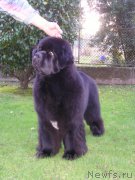 Превью фото № 163602