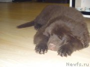 Превью фото № 163638