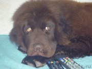 Превью фото № 163639