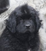 Превью фото № 163701