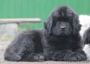 Превью фото № 163705