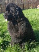 Превью фото № 163713