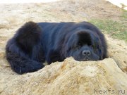 Превью фото № 163727