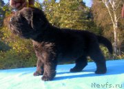 Превью фото № 163734