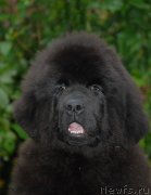 Превью фото № 163744