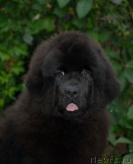 Превью фото № 163745