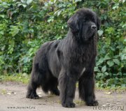 Превью фото № 163749