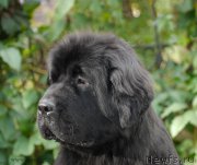 Превью фото № 163752