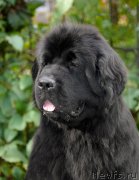 Превью фото № 163753