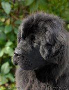 Превью фото № 163754