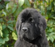 Превью фото № 163755