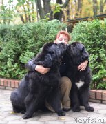 Превью фото № 163834