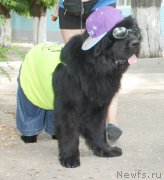 Превью фото № 163866