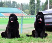 Превью фото № 164042