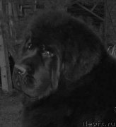 Превью фото № 164093