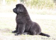 Превью фото № 164149