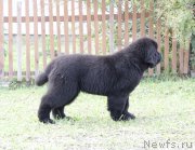 Превью фото № 164152