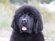 Превью фото № 164173