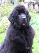 Превью фото № 164227