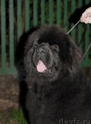 Превью фото № 164306