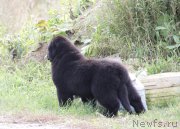 Превью фото № 164348