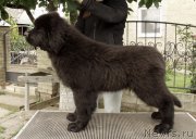 Превью фото № 164355