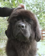 Превью фото № 164356