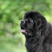 Превью фото № 164389