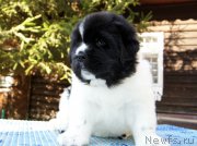 Превью фото № 164458