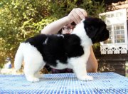 Превью фото № 164464