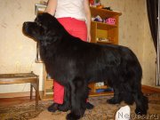 Превью фото № 164488