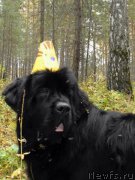 Превью фото № 164504