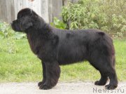 Превью фото № 164527