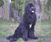 Превью фото № 164539