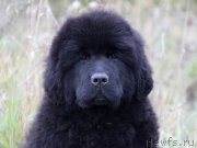 Превью фото № 164606