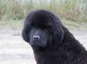 Превью фото № 164607