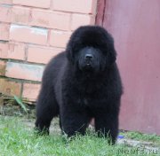 Превью фото № 164609