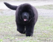 Превью фото № 164610