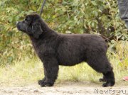 Превью фото № 164616