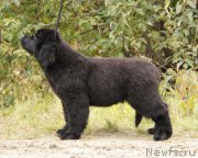 Превью фото № 164617