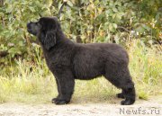 Превью фото № 164618