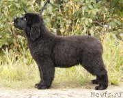 Превью фото № 164619