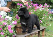 Превью фото № 164621