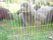 Превью фото № 164626